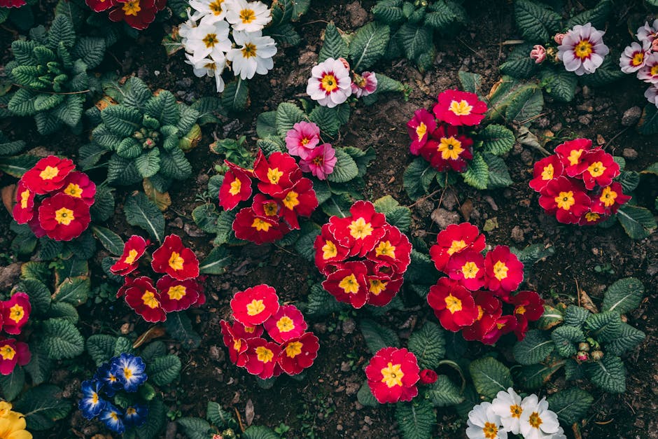 A vibrant flower bed featuring primarily red primroses with yellow centers, interspersed with clusters of white primroses and a few blue flowers, all set in dark, moist soil. The plants have lush gree