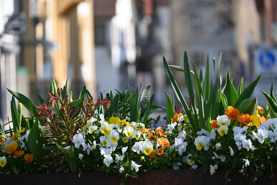 A vibrant outdoor flower bed featuring a variety of fresh flowers, including white, yellow, and orange blooms, arranged amidst tall green foliage and leaves. The bouquet is densely packed with petunia