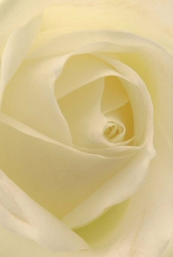 From this intimate vantage, the classic white rose reveals its tranquil spirit through a seamless gradation of soft ivory and cream. Illuminated by the frost-kissed daylight so familiar to Berrylands, each petal shines with a subtle, inner glow, inviting careful contemplation. The spiral at the bloom's heart suggests a gentle resilience, while outer layers radiate pure sophistication, ideal for marking romantic gestures, apologies, or milestone celebrations at Berrylands' beloved gathering spots. Hints of pale gold along the petal's edges recall the gentle light cascading over Fishponds Open Space, adding dimensional elegance and understated depth. The composition radiates quiet assurance, making it a fitting centrepiece for local weddings or an expressive touch during heartfelt farewells. There's a clean, serene fragrance, not overpowering but distinct, filling a room with understated grace. Every nuance-from colour to shadow-elevates the rose, transforming it into a symbol of Berrylands' refined floral artistry and the lasting impressions that well-chosen blooms deliver to life's most profound moments.